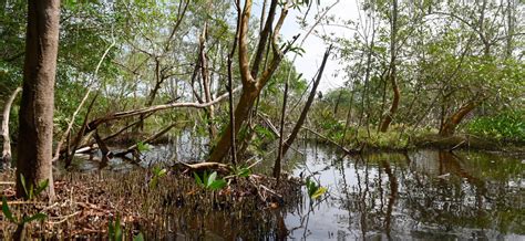 Réserve De Lamana Parc Naturel Régional De La Guyane