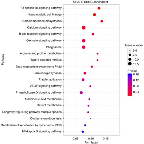 Kegg Analysis Of Degs Top 20 Significantly Enriched Kegg Pathways Of