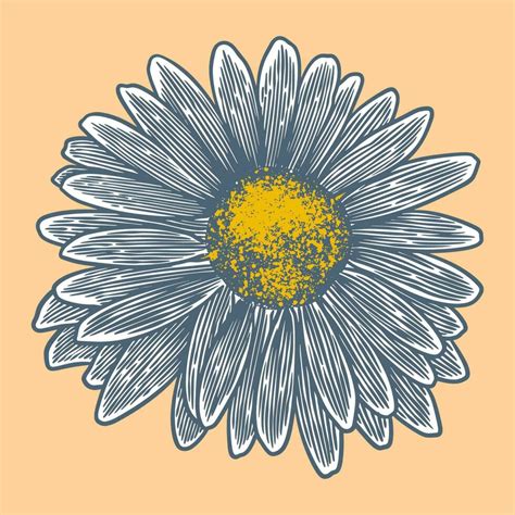 Hand drawn flower botanical drawing of chamomile on bright background ...