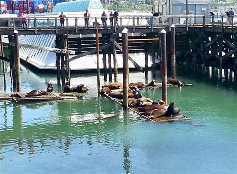 Sea Lions At Newports Historic Bayfront Newport Oregon Oregon Sea