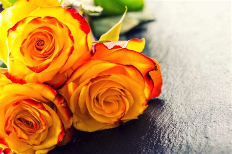 Orange Rose Meaning & Symbolism: 6 Important Interpretations - Petals ...