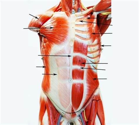 Week Muscles Of The Thorax Abdomen Shoulder Upper Appendage