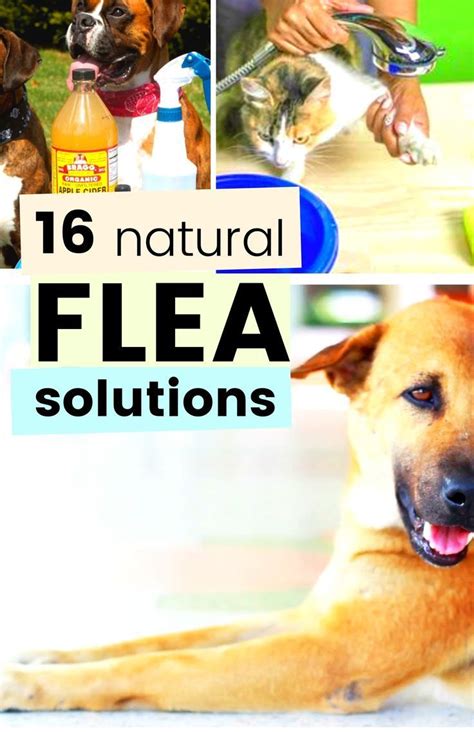 How to get rid of fleas 16 effective home remedies for fleas – Artofit