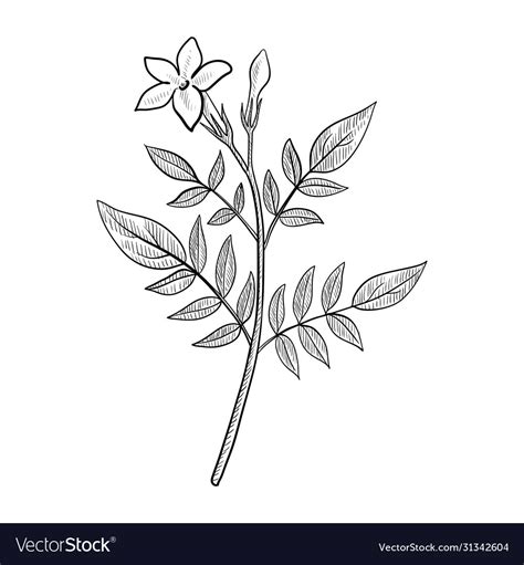 Drawing jasmine Royalty Free Vector Image - VectorStock