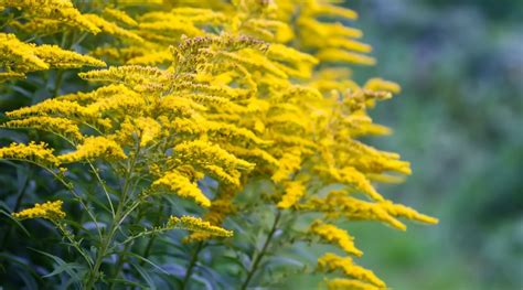 10 Beautiful Goldenrod Varieties for Your Garden