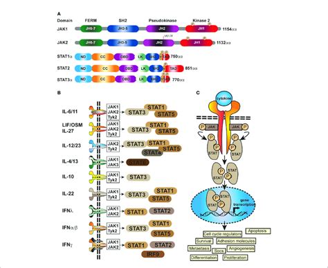 Schematic Representation Of The Generic Domain Structure Of JAKs And