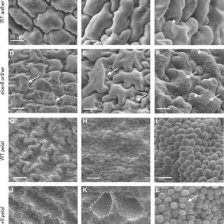 Cuticular Wax And Cutin Composition Of Microtom Wild Type Wt And