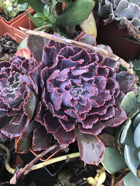 Purple Echeveria Succulents Echeveria Flowers