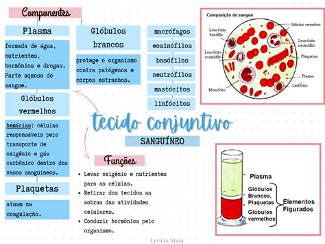 Mapa Mental Tecido Adiposo Histologia I Hot Sex Picture