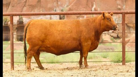 Red Angus Embryos For Sale Sb10 2663 Sire Buyer