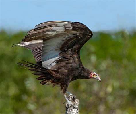 Lesser Yellow-headed Vulture - Owen Deutsch Photography