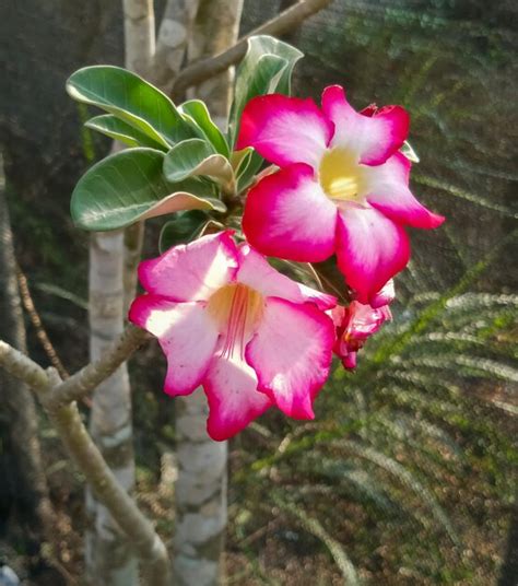 Premium Photo Adenium Obesum Plant Red Flowers Taken At Close Range