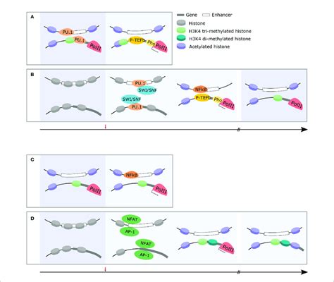 Immune Cells Exhibit Changes In Chromatin Structure Which Facilitate