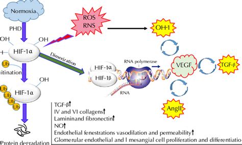 Degradation of HIF 1α in normoxia its dimerization with HIF 1β in