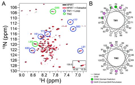 Identification of the PIRT β estradiol binding site by NMR A The NMR