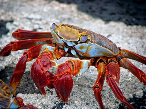 Tudo Sobre O Caranguejo Do Mar E Do Mangue