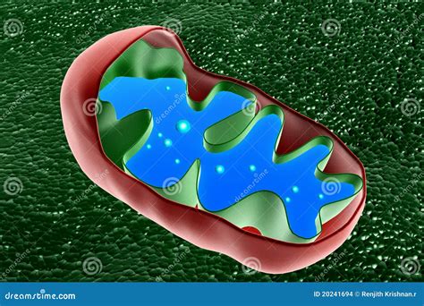 Mitochondrion Cross Section Stock Illustration Illustration Of