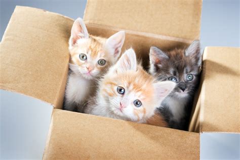 Why Do Cats Like To Stay Inside Boxes Science ABC