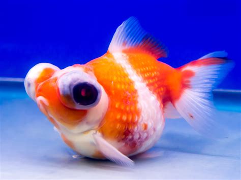 How Do Goldfish Mate Discover The Goldfish Breeding Process