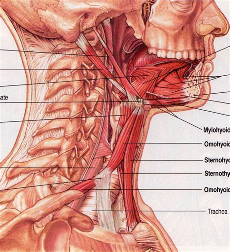 Best Swallowing Telegraph