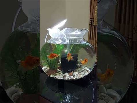 Aquarium Bulat Ikan Mas Koki Filter Akuarium Bulat Youtube