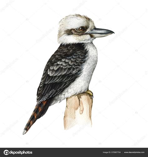 Kookaburra Bird Watercolor Illustration Realistic Hand Drawn Australia