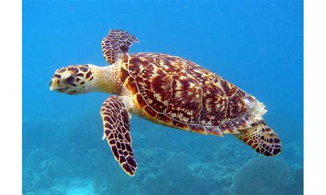 For these critically endangered marine turtles, climate change could be ...