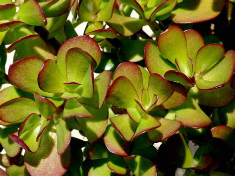 Pin On Crassula