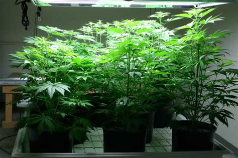 Rock your Indoor Cannabis Garden