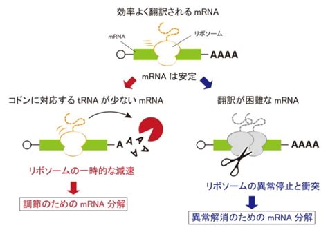 Mrnaの安定性は遺伝暗号コドンの組み合わせによって変化する。その原因は「リボソームの減速」 京都産業大学