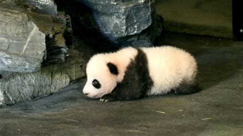 Baby Panda Caught On Adorable Video Clumsily Taking His 1st Steps At