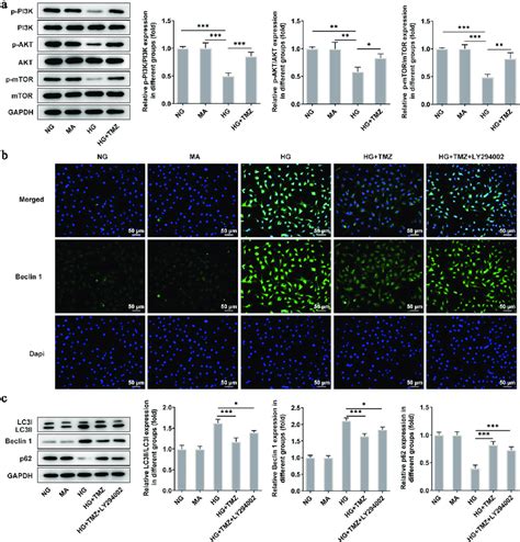 TMZ Inhibited Autophagy Mediated By PI3K Akt MTOR Pathway A