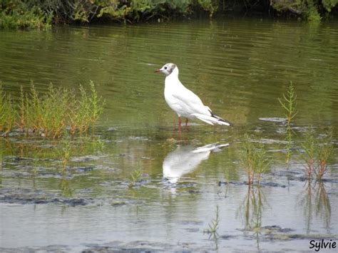 A White Bird Is Standing In The Water