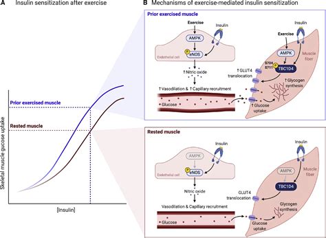 The Many Actions Of Insulin In Skeletal Muscle The Paramount Tissue Determining Glycemia Cell