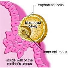 Embryo implantation; Blastocyst Implantation; Implantation, Blastocyst ...