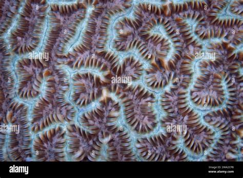 Detail of coral polyps on a diverse reef in Indonesia. Each coral polyp is an individual animal ...