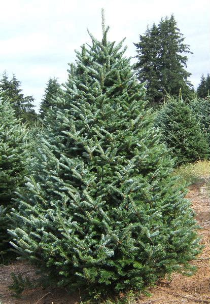 Fraser Fir Coniferous Forest