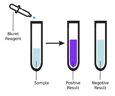 Biuret Test For Protein Principle Procedure Result Application