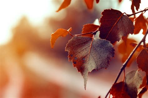 Images De Fond Ecran Automne Hiver Téléchargement Gratuit Sur Freepik