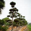 Arbre Nuage Pinus Nigra Nigra Taille 250 300