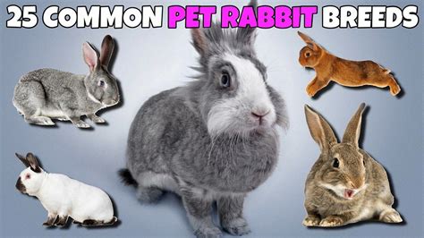 25 Common Pet Rabbit Breeds In 2020 Rabbit Breeds Pet Rabbit Pets