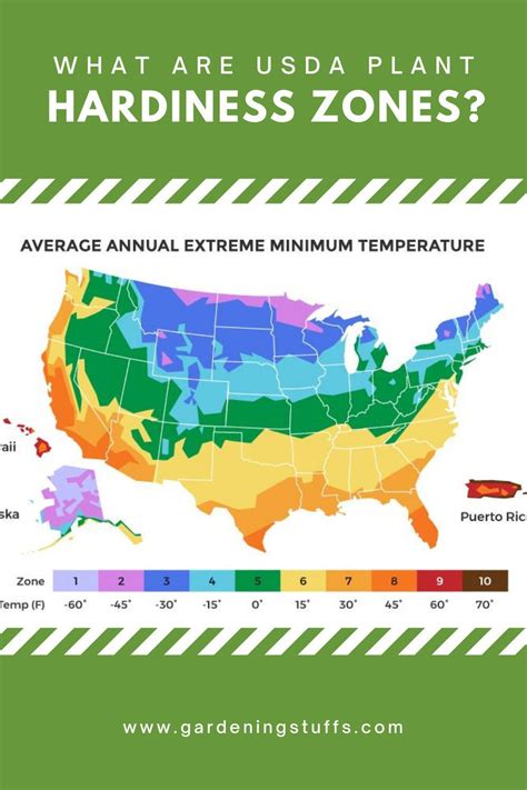 Growing Rhubarb Planting Zones Map Plant Zones Gardening Zones | Hot ...