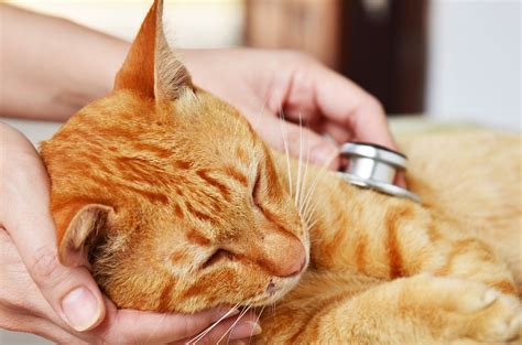 7 Signs That Your Cat Is in Pain