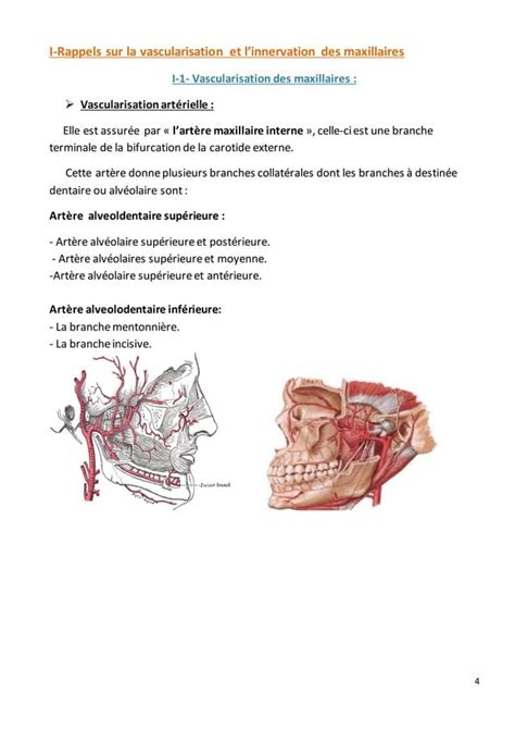 Innervation Et Vascularisation De Lorgane Dentaire PDF