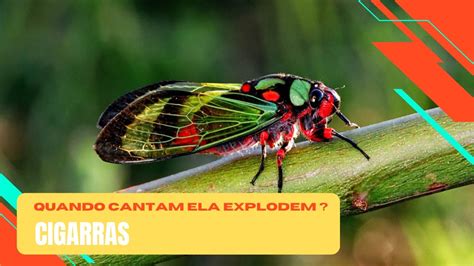 CIGARRA TUDO SOBRE O CANTO DAS CIGARRAS PART 2 YouTube