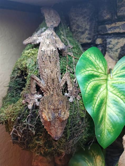 Giant Leaf Tailed Gecko