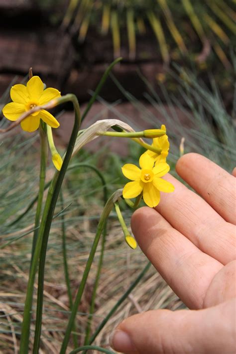 Magical Miniature Daffodils – Black Gold