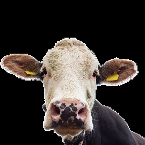 Cow Face PNG Download - Pngs.io