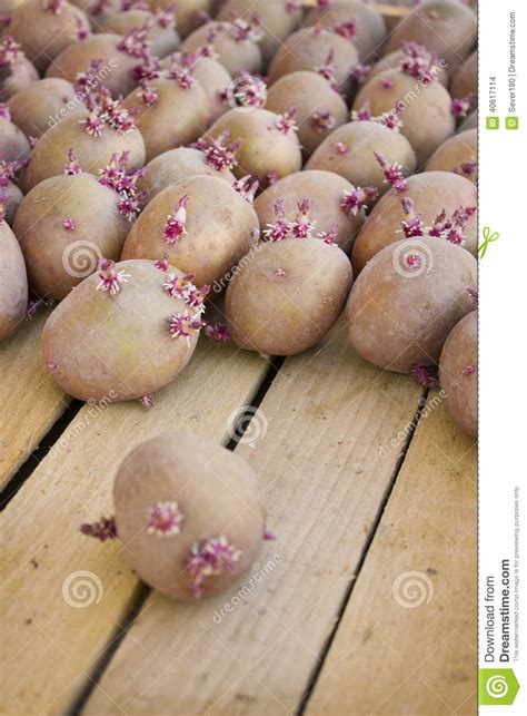 Klaar Voor Het Planten Van Aardappels In Doos Stock Foto Image Of