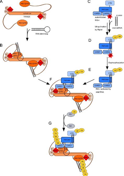 Figure 7 From Rna Binding Regulates Trim25 Mediated Rig I